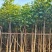 （洋红）红花风铃木5-8公分大量供应