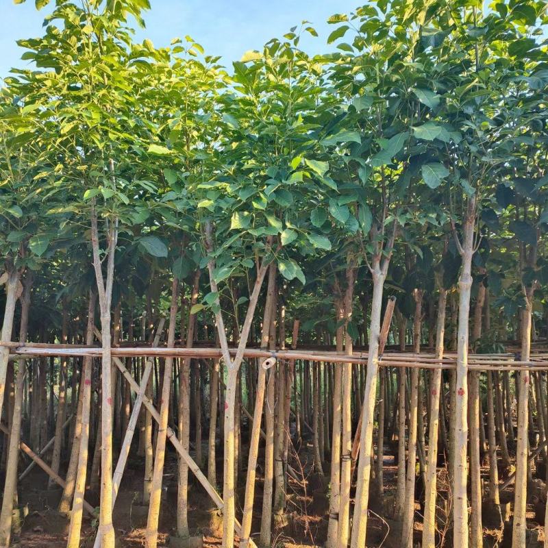 （洋红）红花风铃木5-8公分大量供应