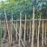 （洋红）红花风铃木5-8公分大量供应