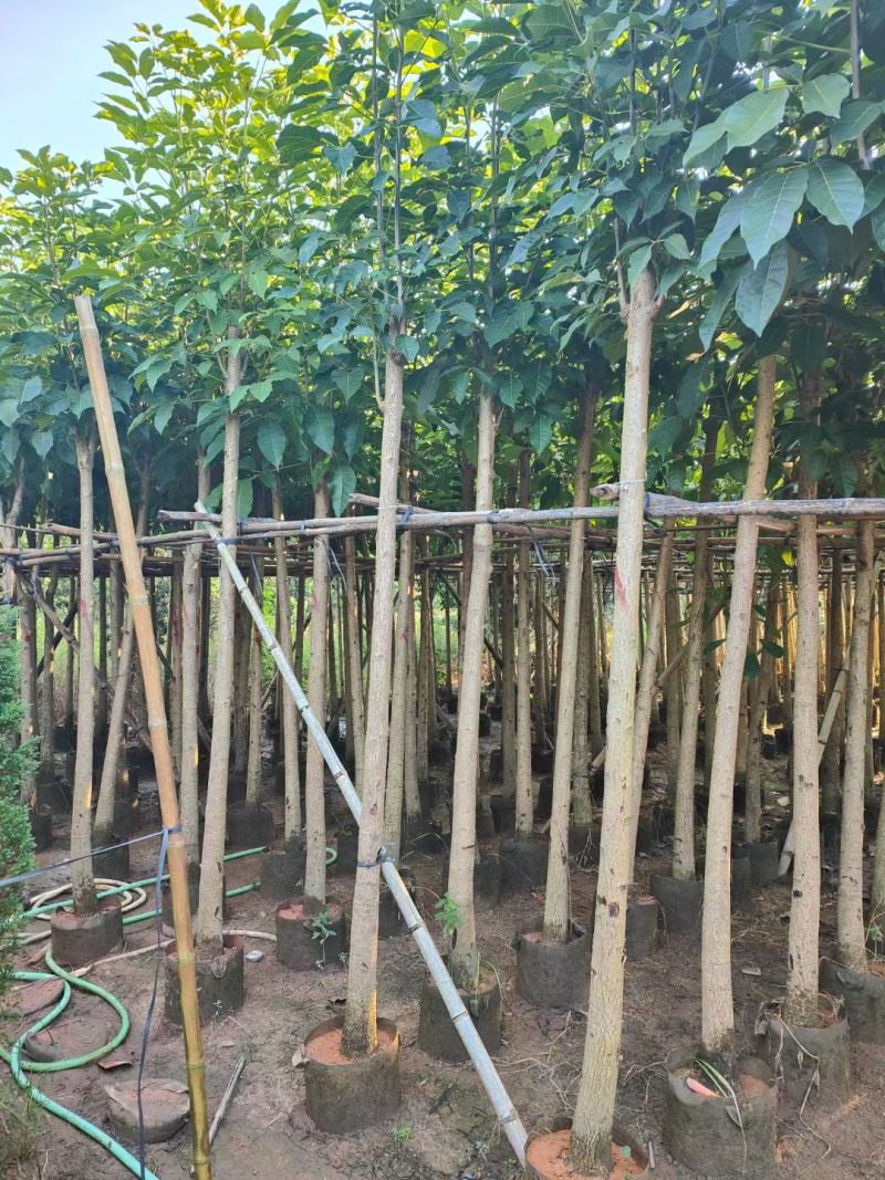 （洋红）红花风铃木5-8公分大量供应