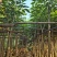 （洋红）红花风铃木5-8公分大量供应