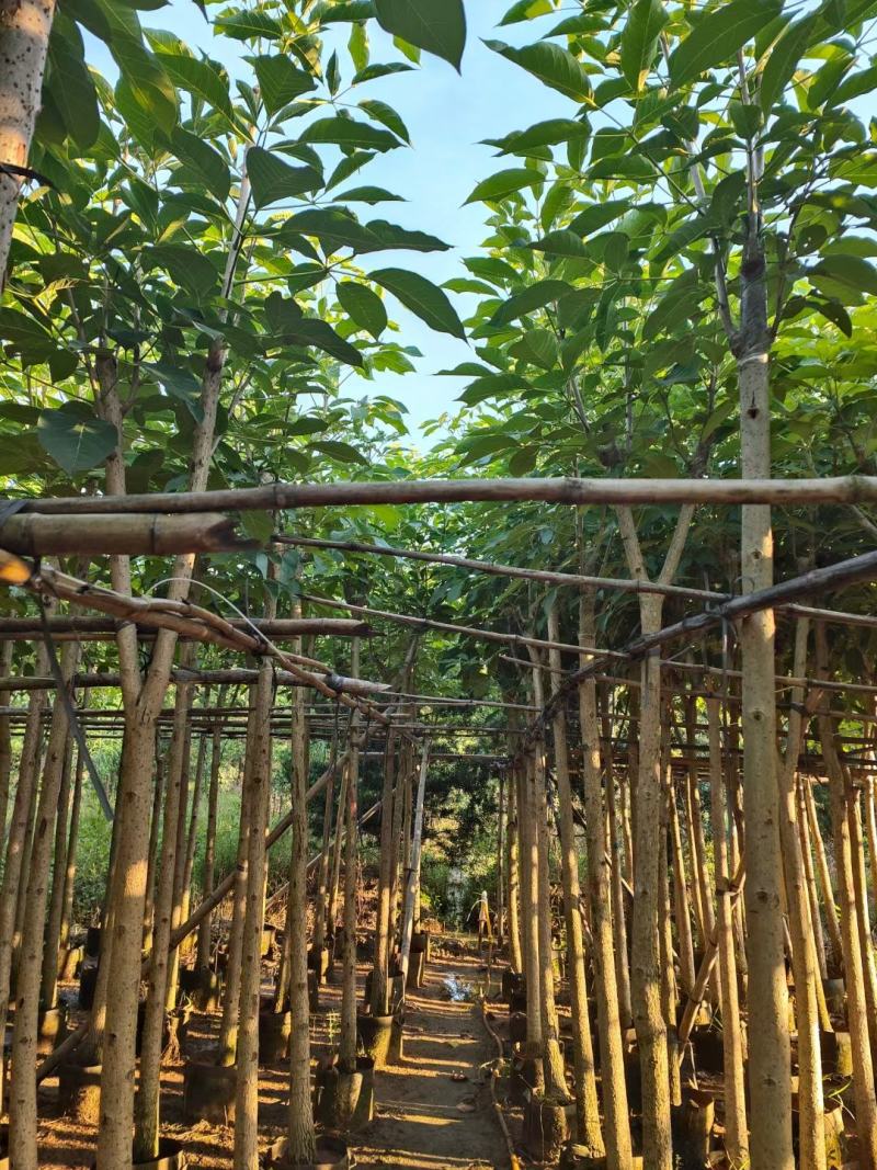 （洋红）红花风铃木5-8公分大量供应
