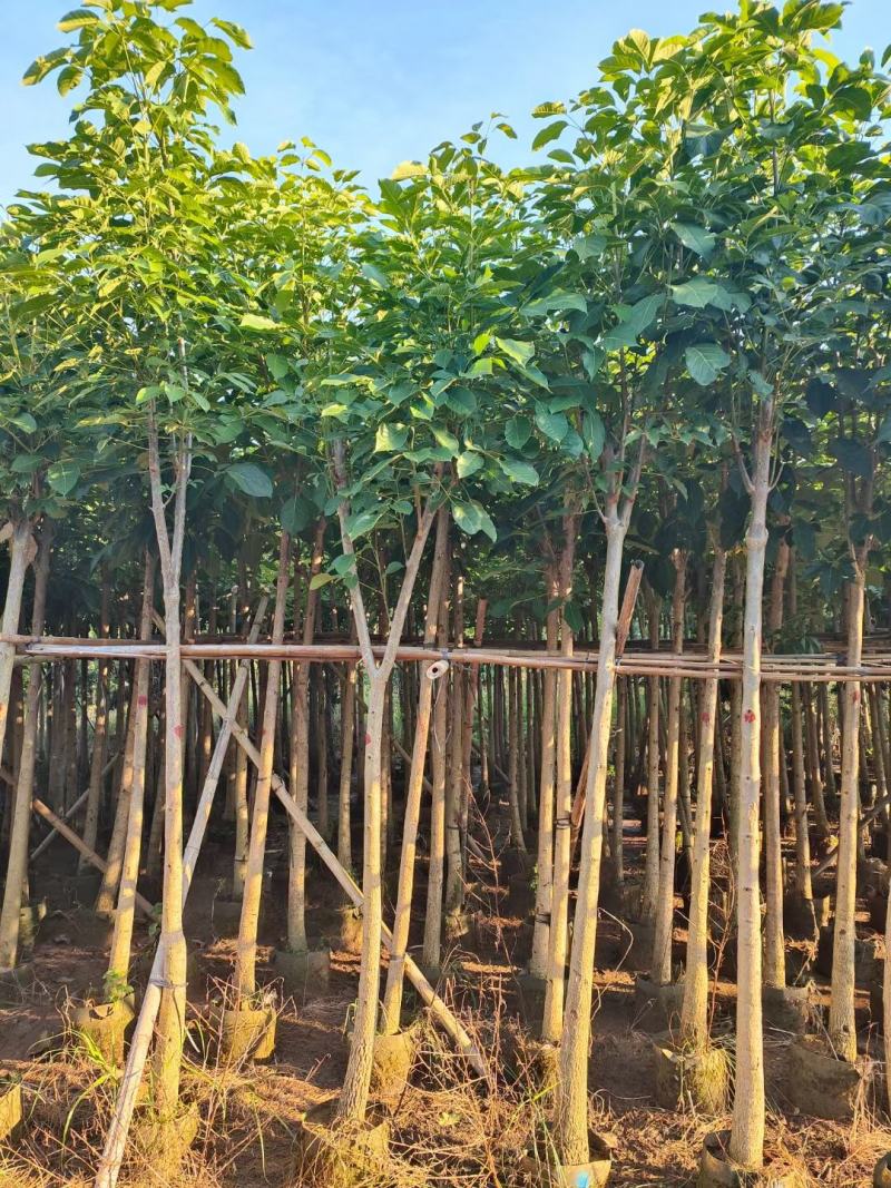 （洋红）红花风铃木5-8公分大量供应