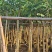 （洋红）红花风铃木5-8公分大量供应