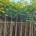 （洋红）红花风铃木5-8公分大量供应