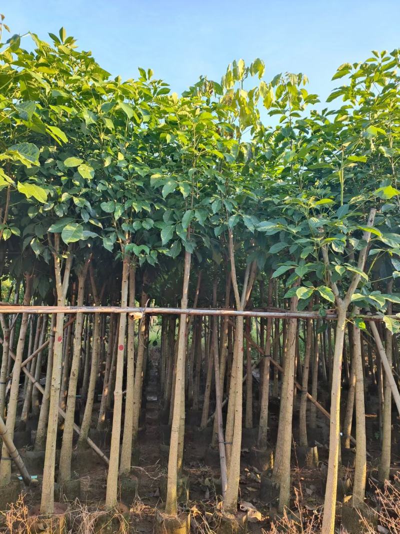 （洋红）红花风铃木5-8公分大量供应