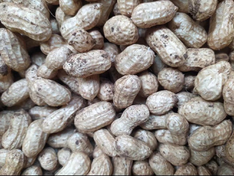 切开的西州蜜瓜25号内部果肉图