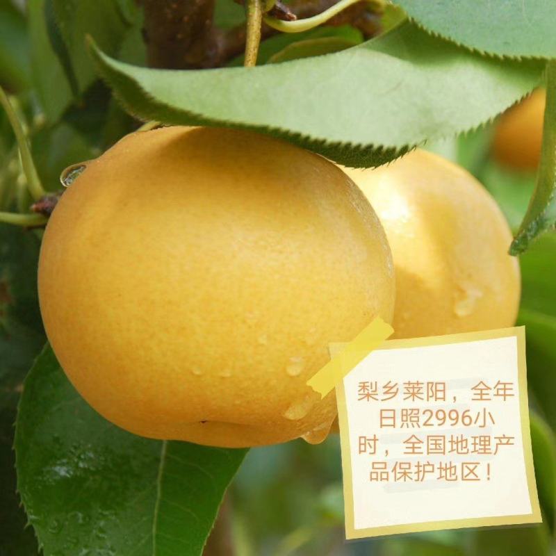 梨乡莱阳谭格庄镇千亩秋月梨欢迎实地考察