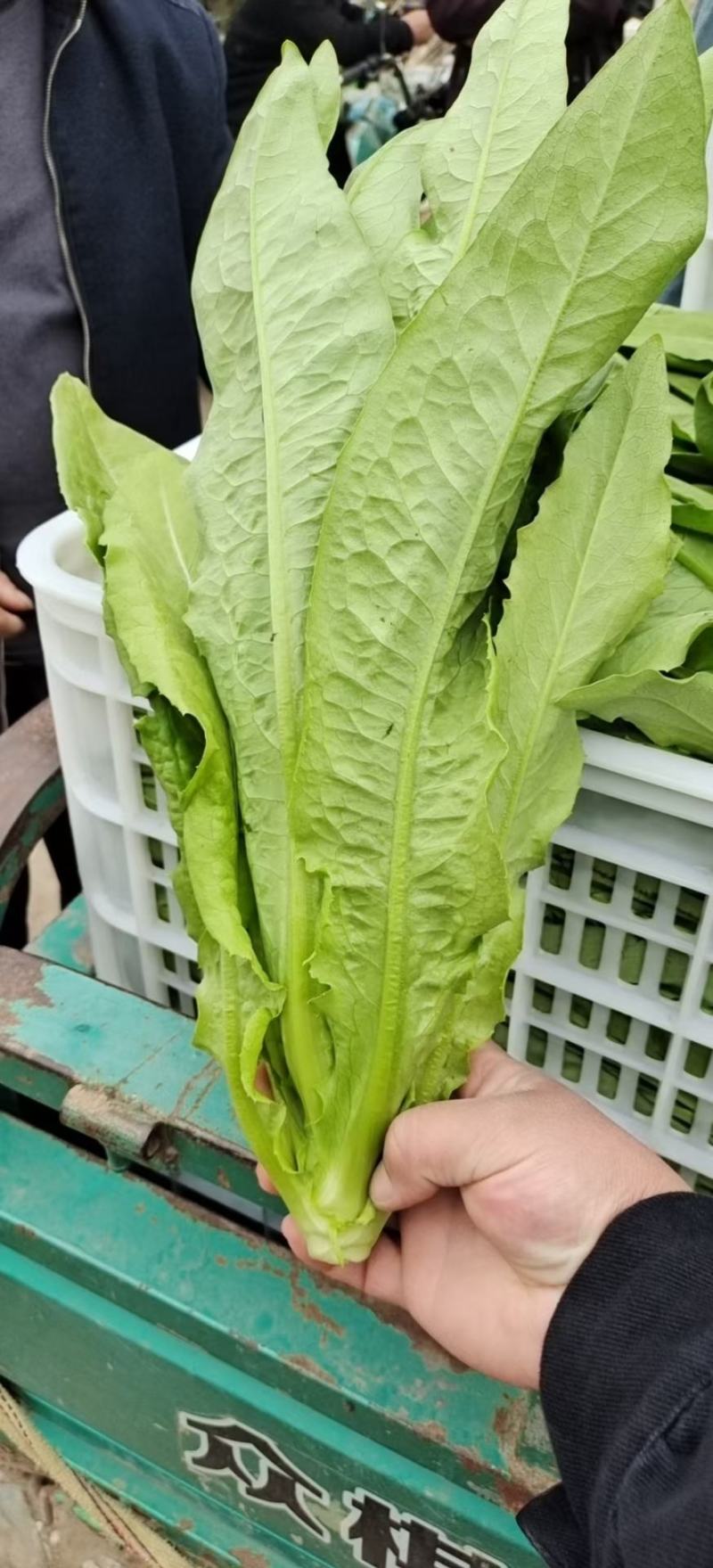 精品无斑油麦菜，高度35-40厘米无梗色泽靓丽没有斑