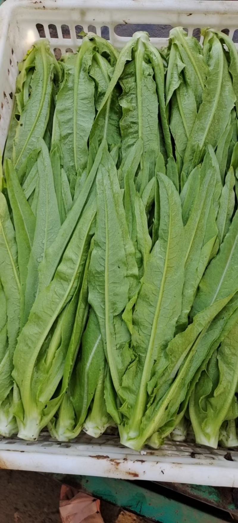 精品无斑油麦菜，高度35-40厘米无梗色泽靓丽没有斑