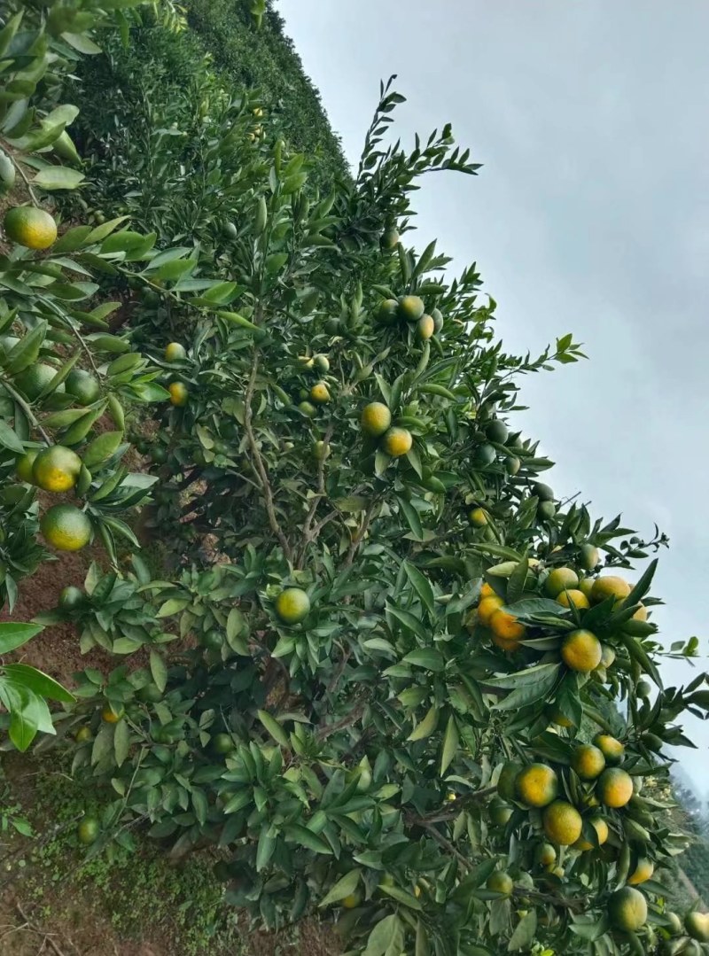 高山早熟蜜橘大量上市，有需要的老板及时联系