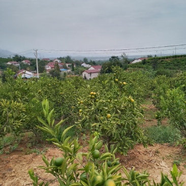 高山早熟蜜橘大量上市，有需要的老板及时联系