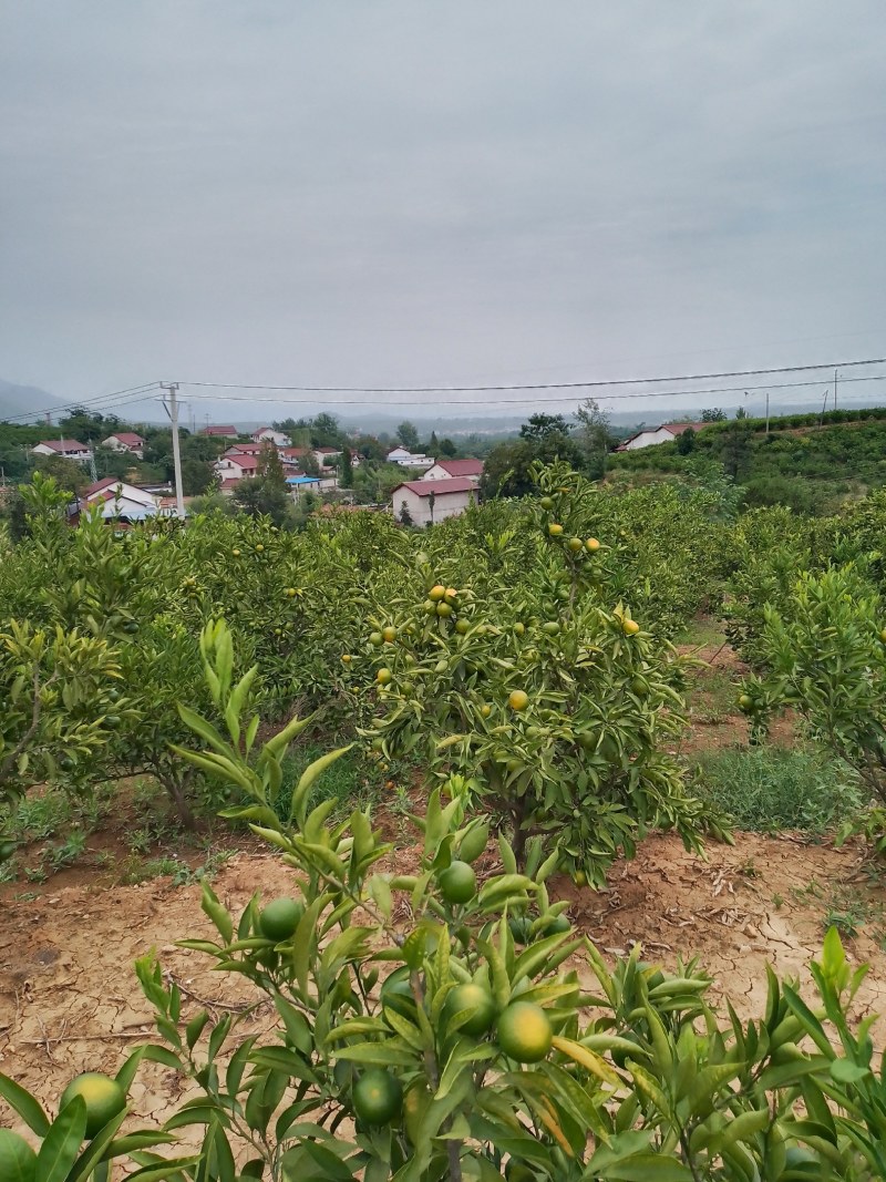 高山早熟蜜橘大量上市，有需要的老板及时联系