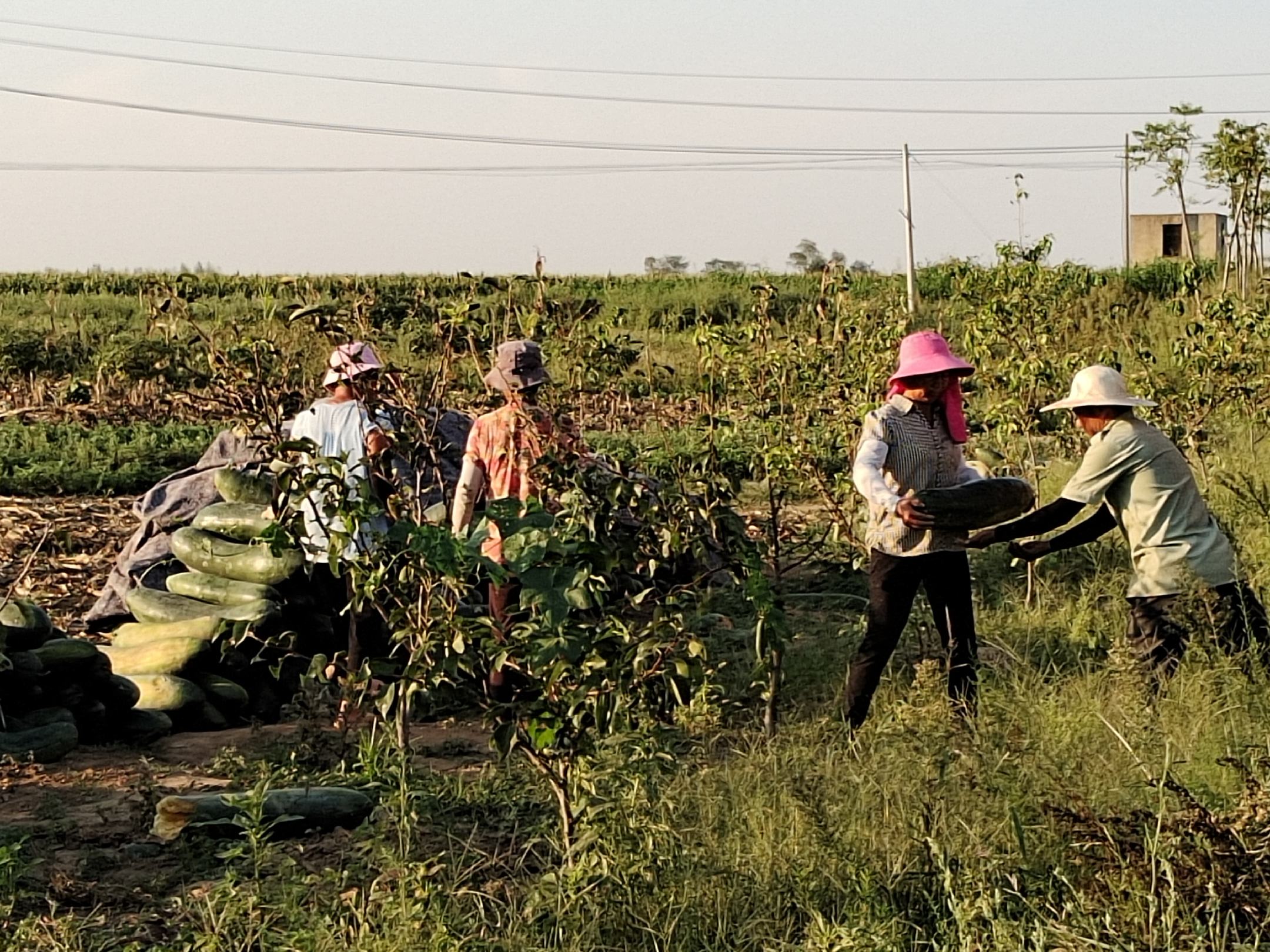 农户正在采收成熟的焦作黑皮冬瓜