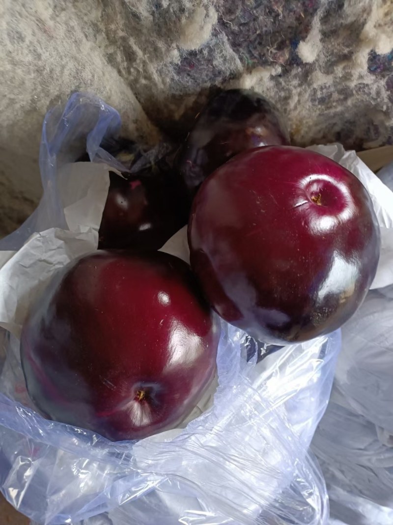 大量供应精品圆茄，个头匀实，无病虫害，支持各种包装代发全