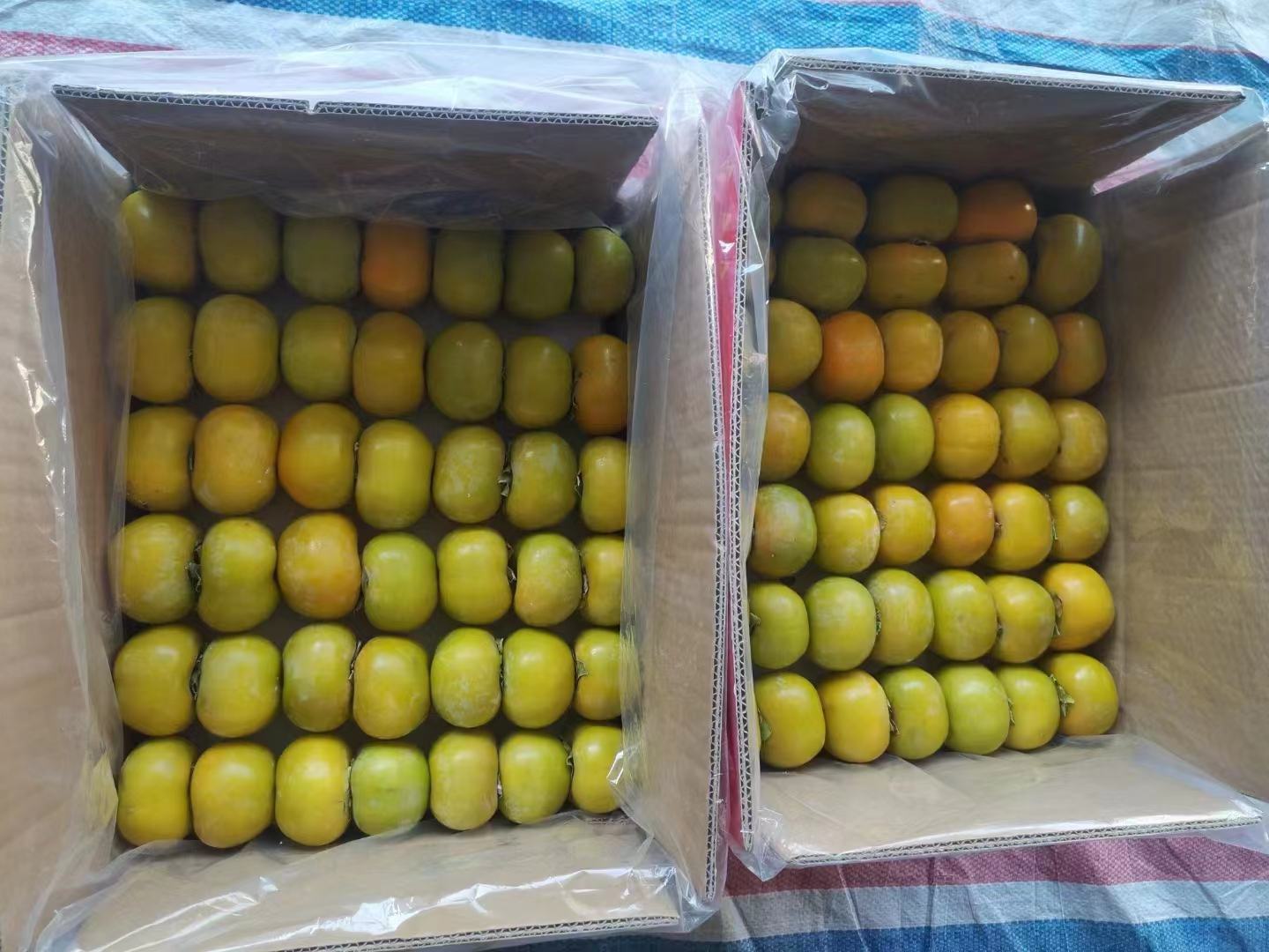 新鲜制作的脆柿子果酱,颜色金黄,质地浓稠,盛放在玻璃罐中 脆柿子果酱成品