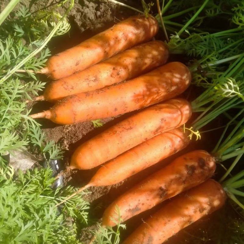 胡萝卜，小燕顶胡萝卜，吉林松原货源，先挖现发，新鲜脆甜，
