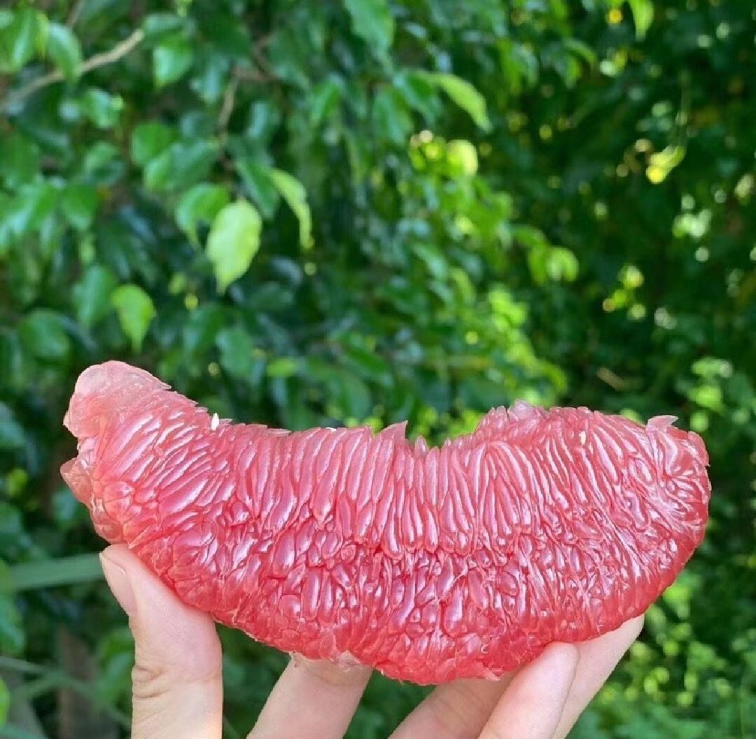 三红蜜柚果肉特写