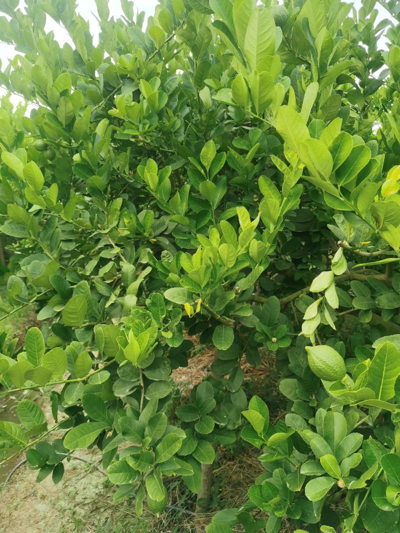 柠檬