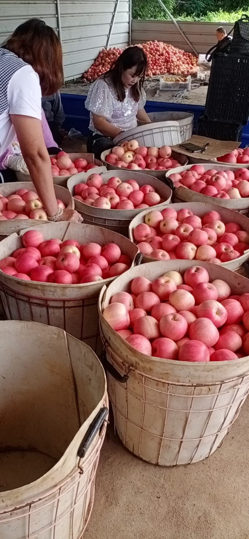精品辽南红嘎啦苹果，甜脆可口，香气浓郁，即将大量上市