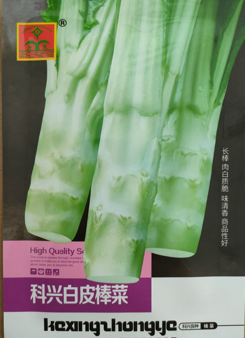 早熟白皮棒菜种子白皮高早熟棒棒菜种子二青白