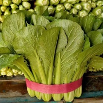 精品小白菜色泽翠绿，高度20-25厘米无虫眼没有斑点，
