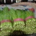 精品小白菜色泽翠绿，高度20-25厘米无虫眼没有斑点，
