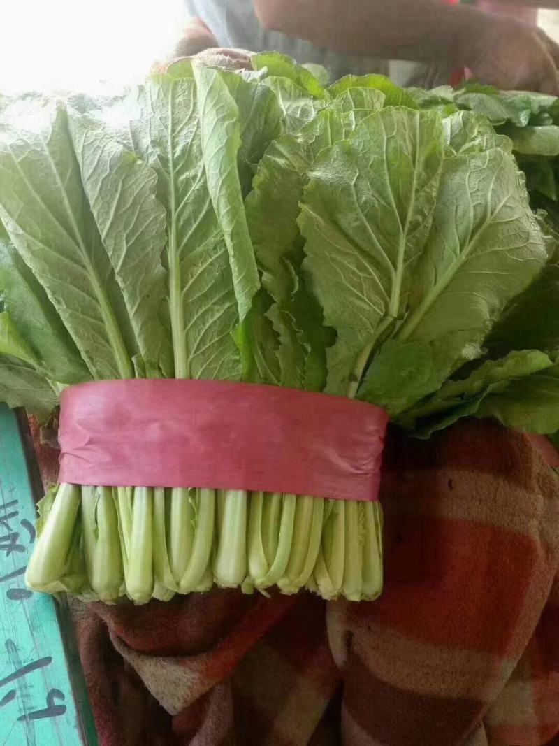 精品小白菜色泽翠绿，高度20-25厘米无虫眼没有斑点，