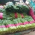 精品小白菜色泽翠绿，高度20-25厘米无虫眼没有斑点，