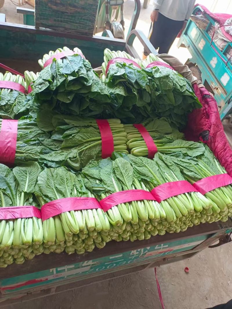 精品小白菜色泽翠绿，高度20-25厘米无虫眼没有斑点，