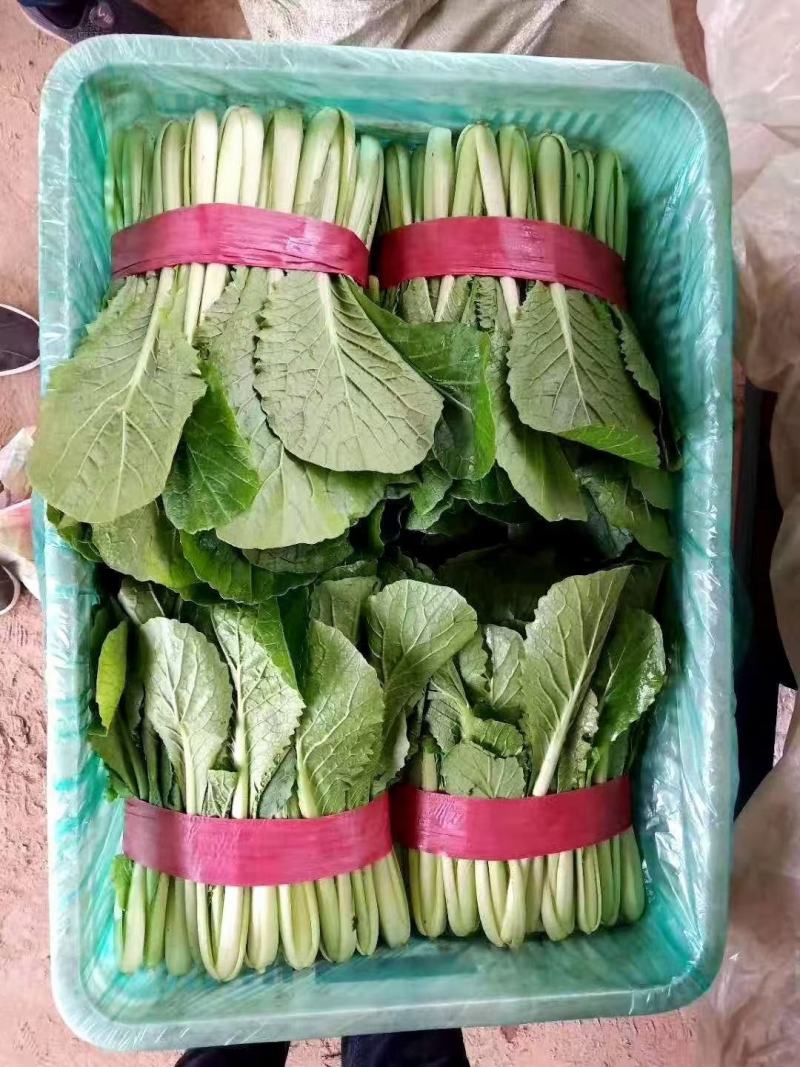 精品小白菜色泽翠绿，高度20-25厘米无虫眼没有斑点，