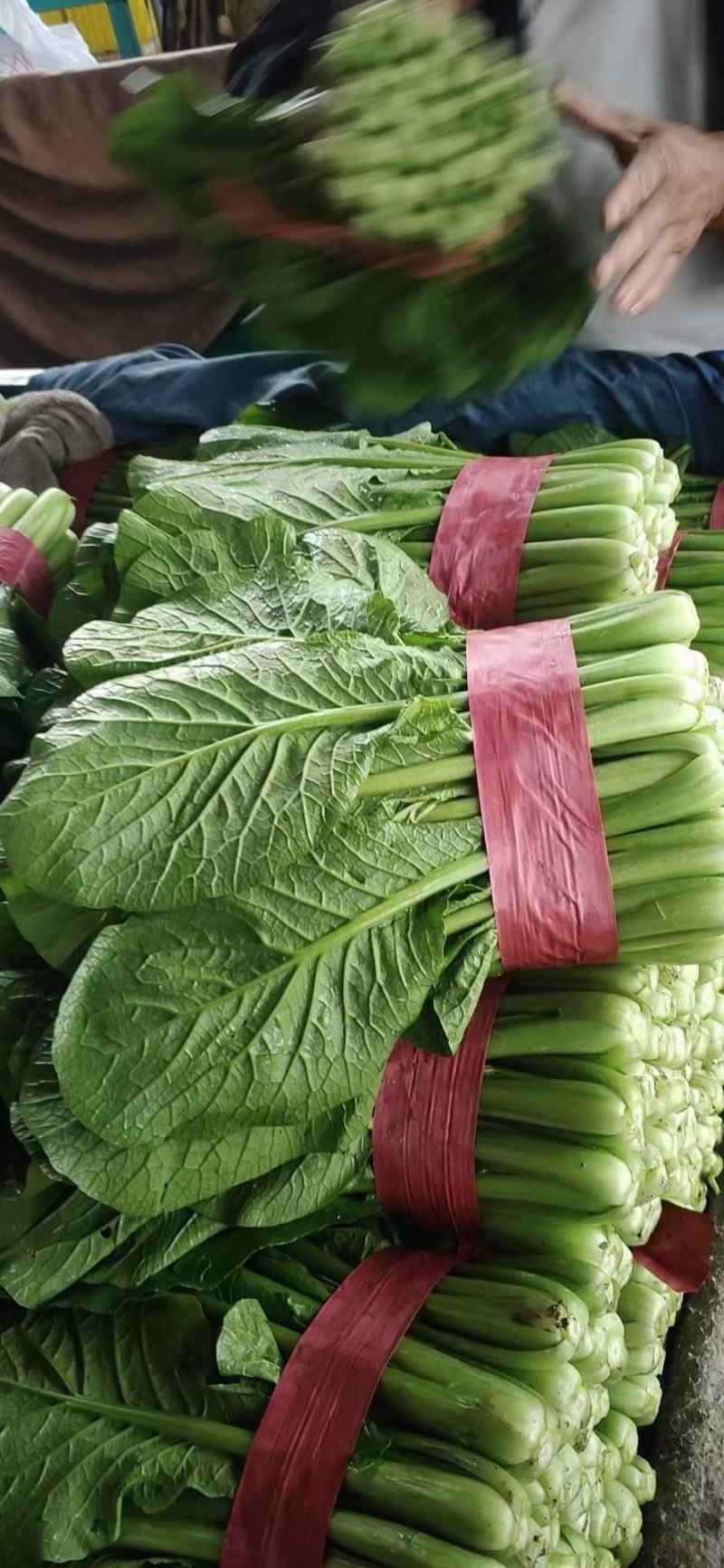 精品小白菜色泽翠绿，高度20-25厘米无虫眼没有斑点，