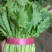 精品小白菜色泽翠绿，高度20-25厘米无虫眼没有斑点，