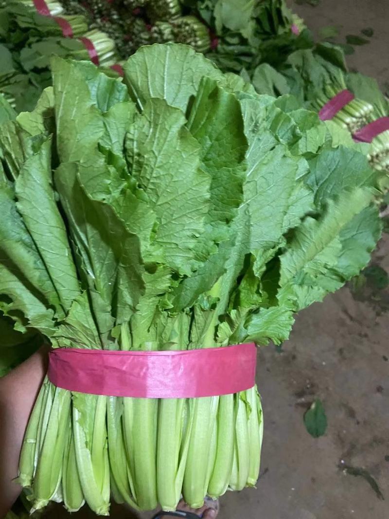 精品小白菜色泽翠绿，高度20-25厘米无虫眼没有斑点，