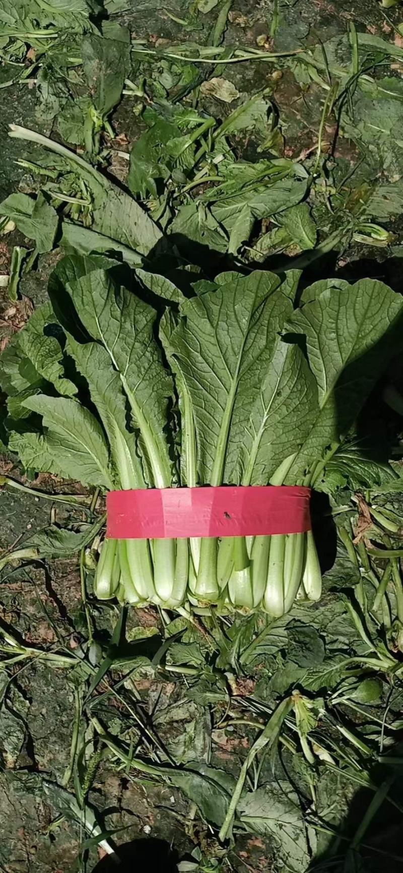 精品小白菜色泽翠绿，高度20-25厘米无虫眼没有斑点，