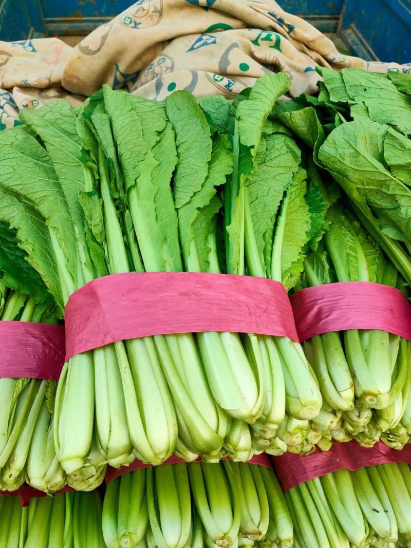 精品小白菜色泽翠绿，高度20-25厘米无虫眼没有斑点，