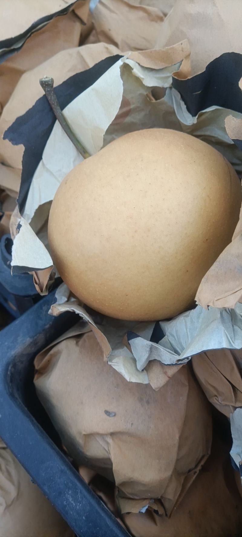 晚秋黄梨纸袋300g-600g精品果