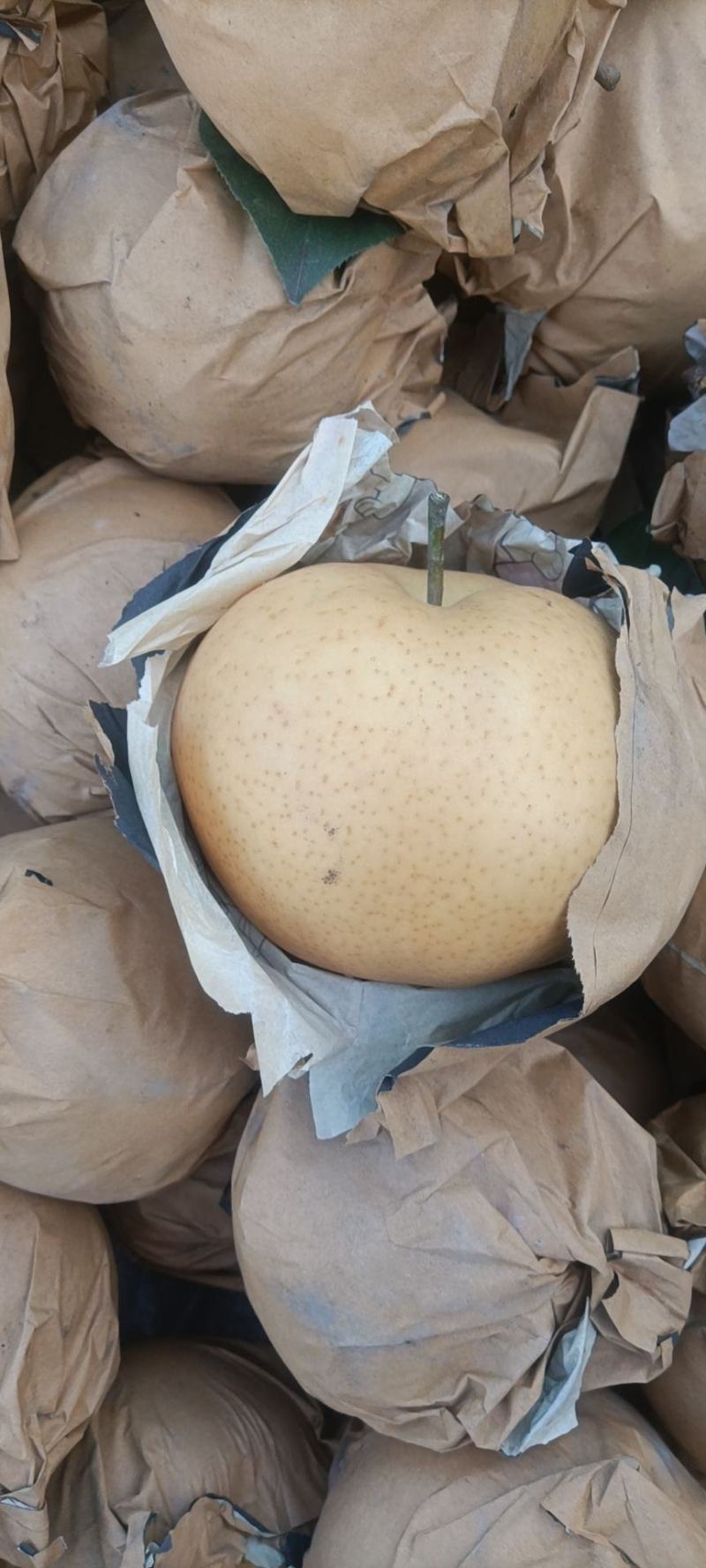 晚秋黄梨纸袋300g-600g精品果