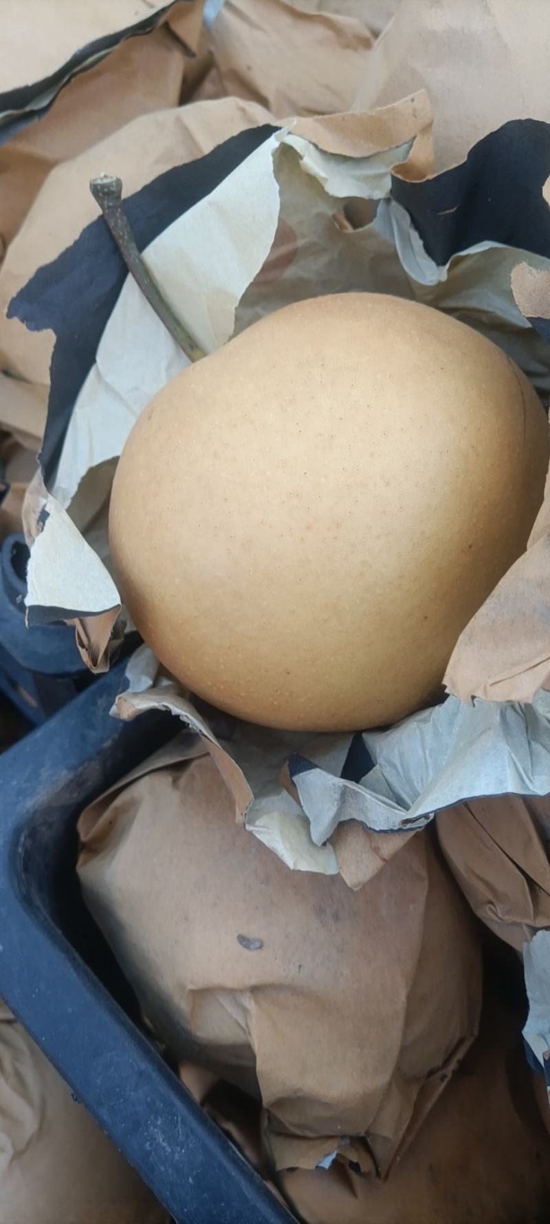 晚秋黄梨纸袋300g-600g精品果