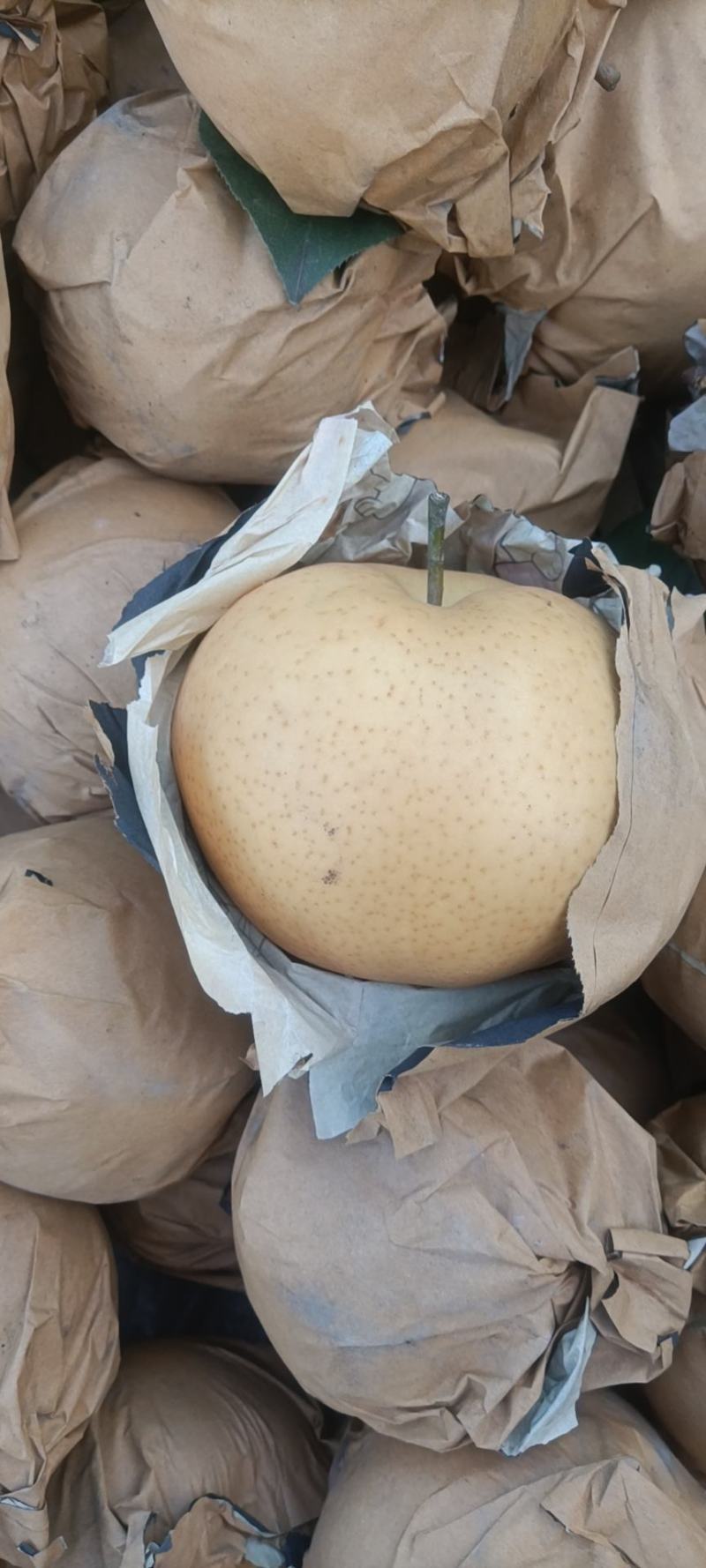 晚秋黄梨纸袋300g-600g精品果