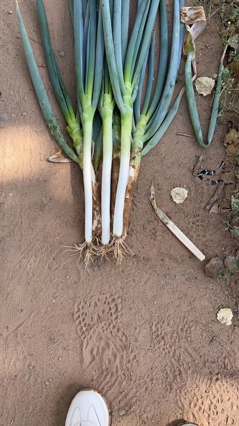 【牛商商家】精品大葱宁夏钢葱大量上市质量保证货源充足
