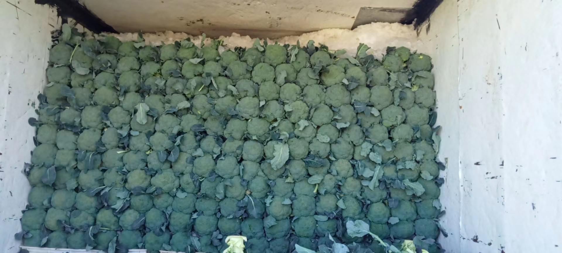 西生菜冷链运输场景