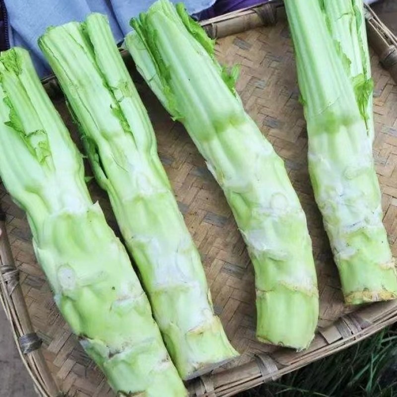 早熟白皮棒菜种子白皮高早熟棒棒菜种子二青白