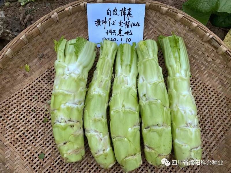 早熟白皮棒菜种子白皮高早熟棒棒菜种子二青白