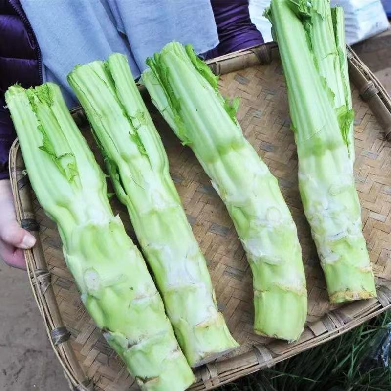 早熟白皮棒菜种子白皮高早熟棒棒菜种子二青白