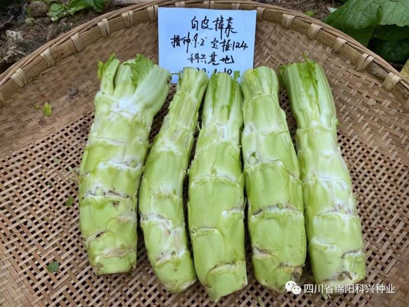早熟白皮棒菜种子白皮高早熟棒棒菜种子二青白
