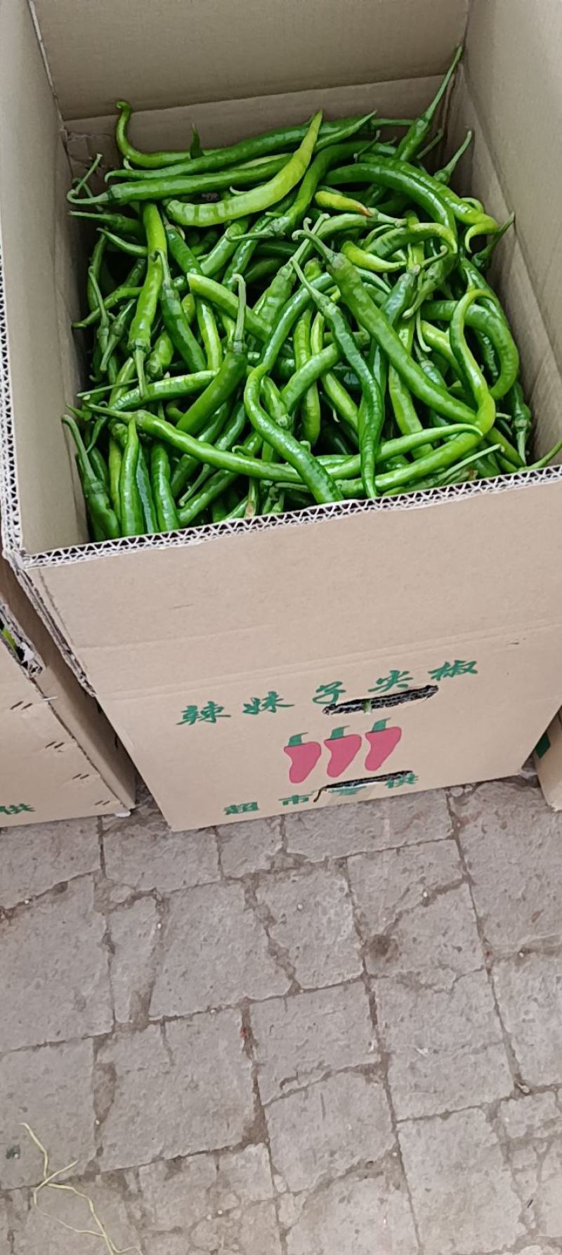 新鲜辣椒青线椒，产地直发，保质保量，诚信经营，量大从优