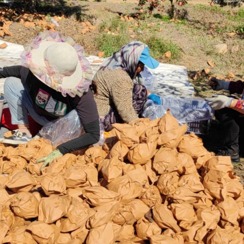 辽宁葫芦岛绥中黄元帅苹果正在大量上市中，欢迎新老客户前来