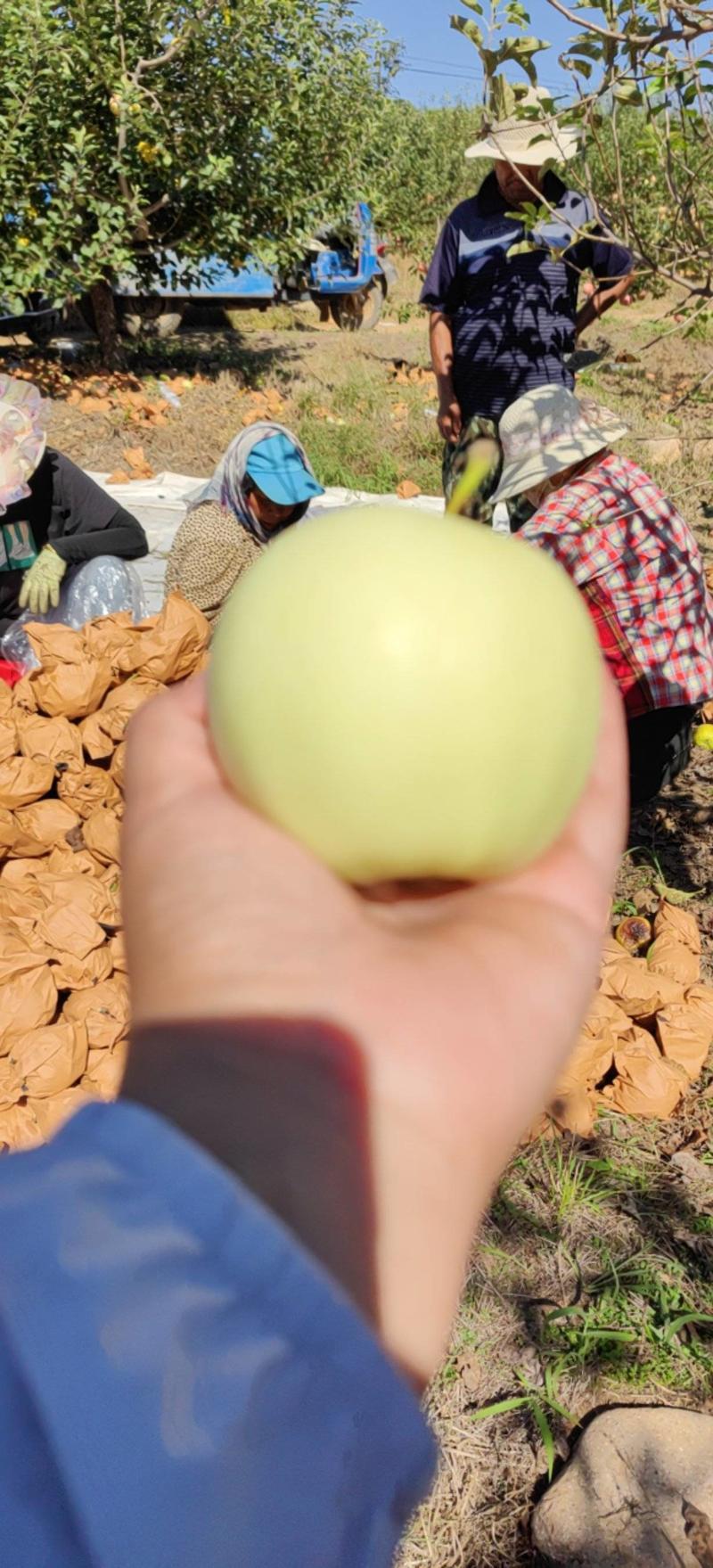 辽宁葫芦岛绥中黄元帅苹果正在大量上市中，欢迎新老客户前来