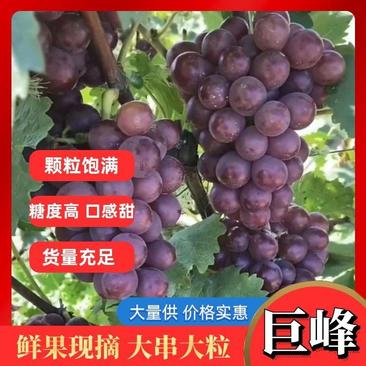河北乐亭巨峰葡萄精品葡萄现摘先发量大优惠市场批发